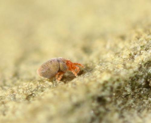 Nanorchestes sp.